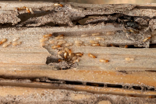 Best Pest Removal Services  in Woodward, OK