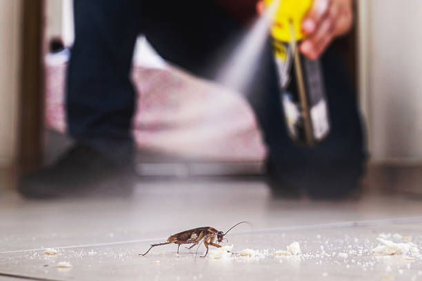 Best Spider Control Near Me  in Woodward, OK