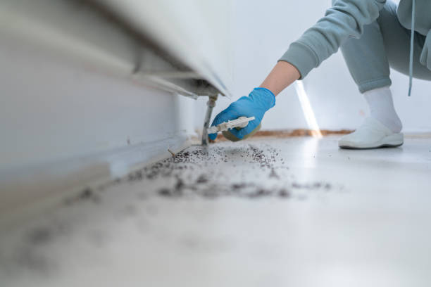Best Ant Control Services  in Woodward, OK